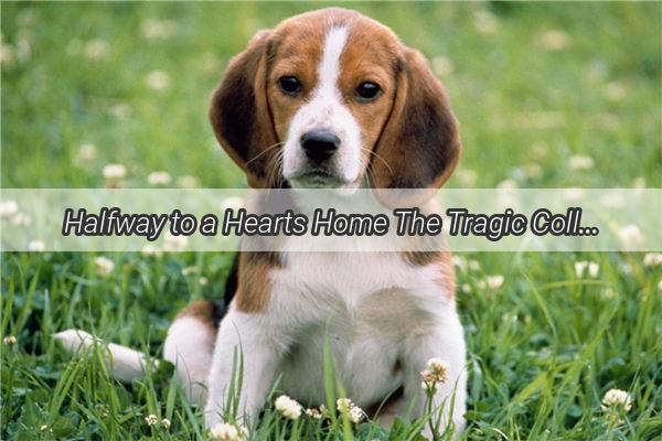 Halfway to a Hearts Home The Tragic Collision That Ended Our Beloved Pups Journey